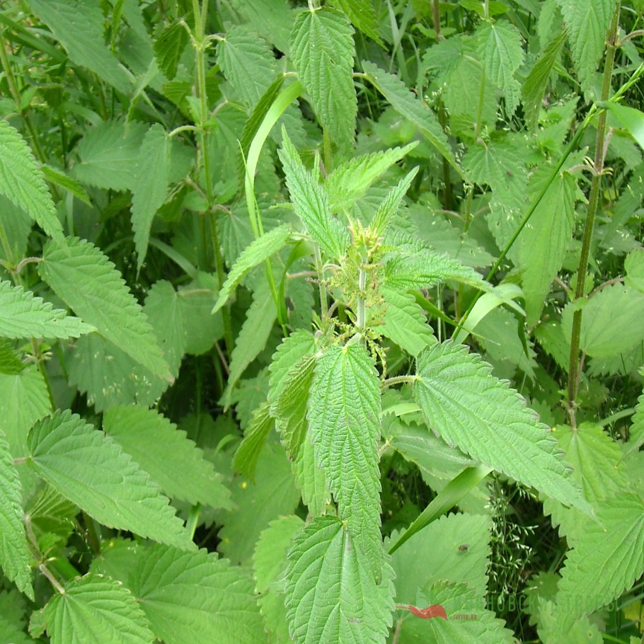 Крапива Киевская (Urtica Kioviensis)