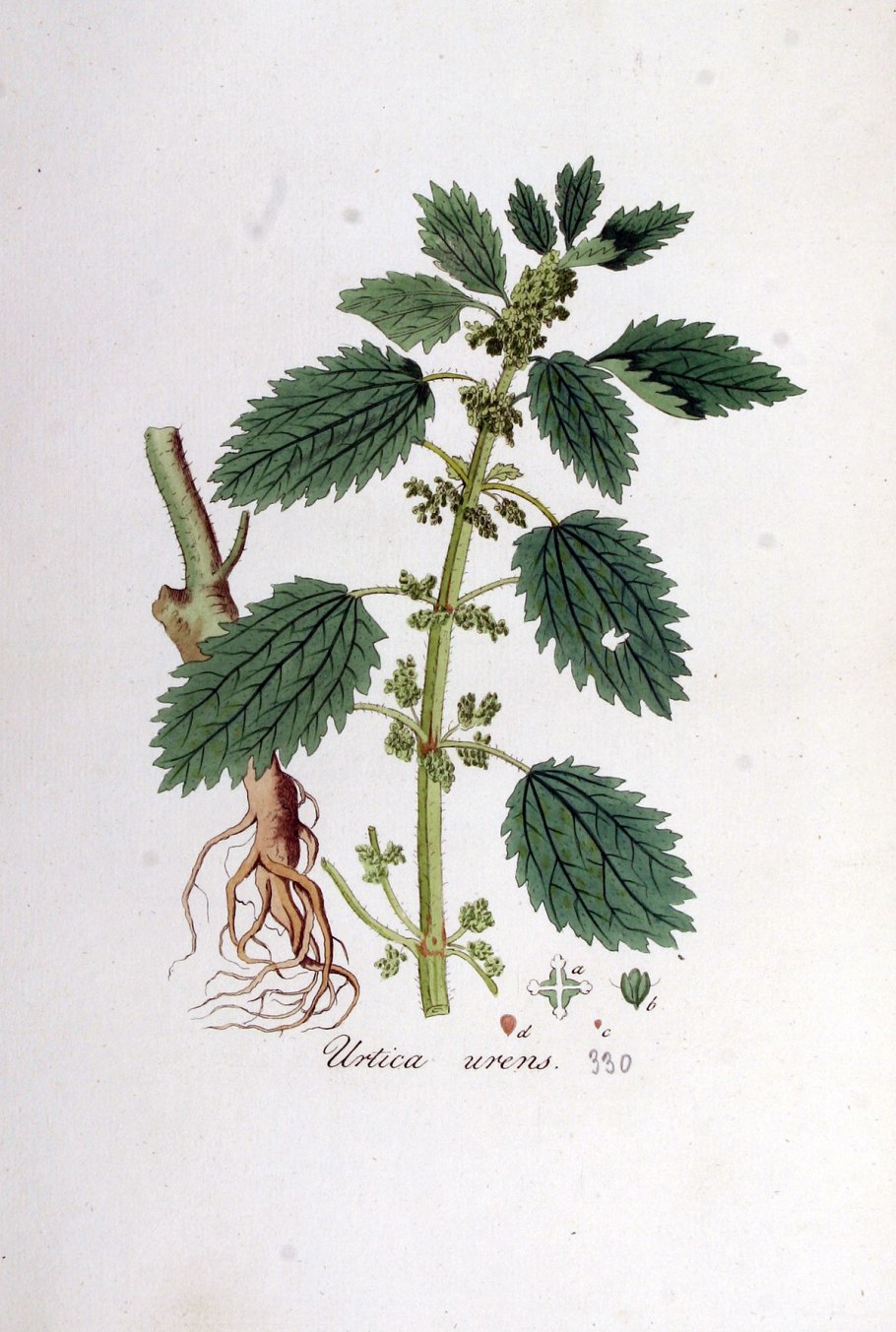 Крапива двудомная гербарий