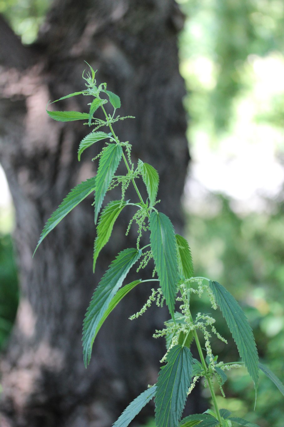 Крапива двудомная (Urtica dioica l.)