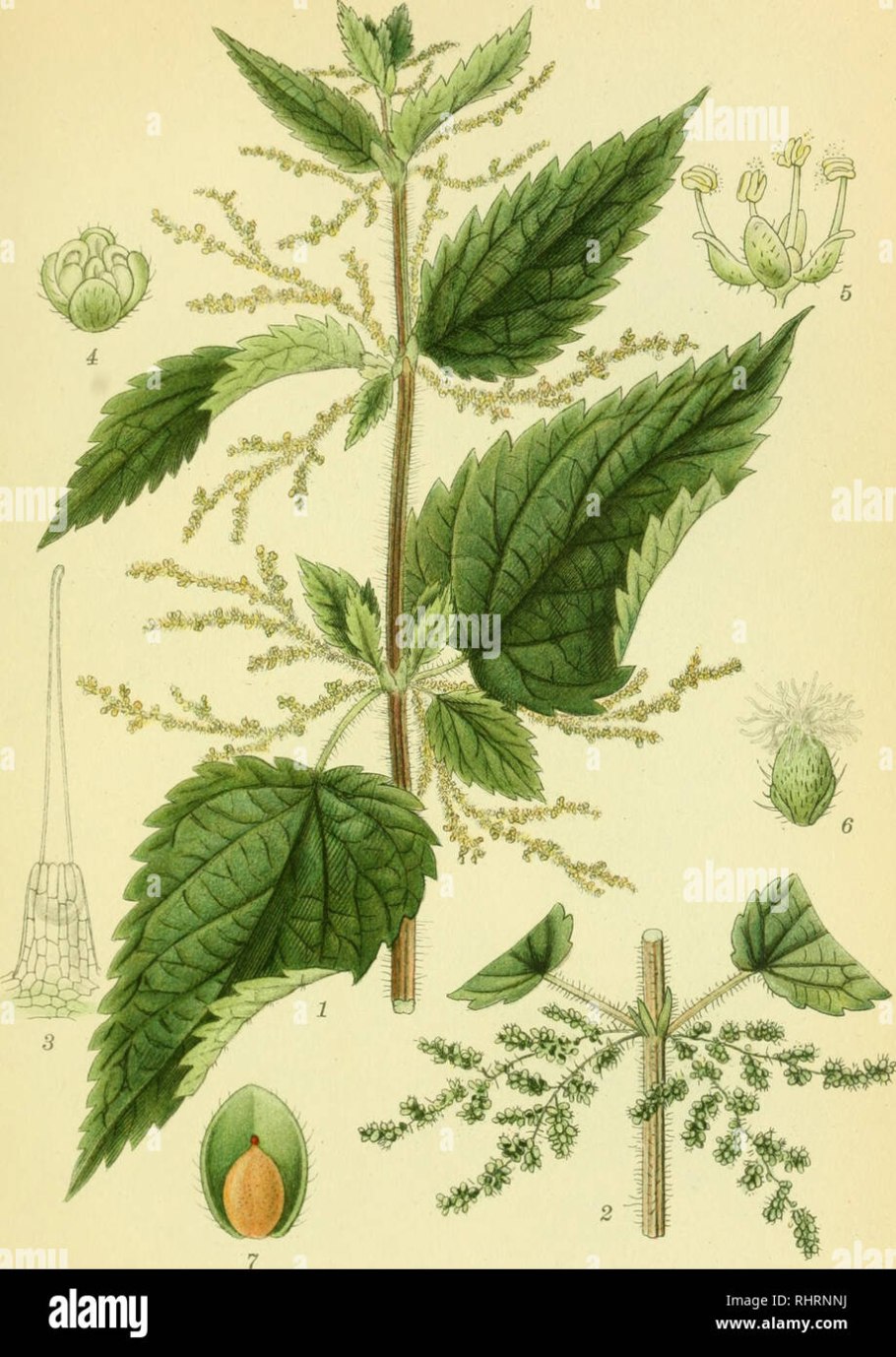 Крапива двудомная цветок