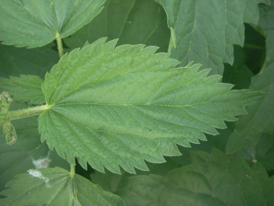 Лофант анисовый Ботанический рисунок