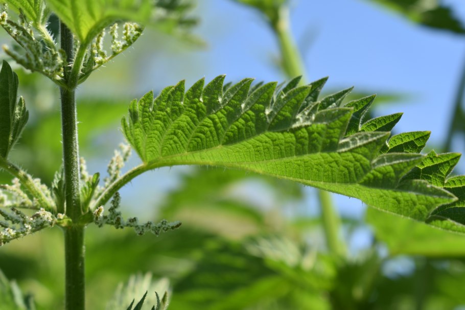 Двудомная крапива