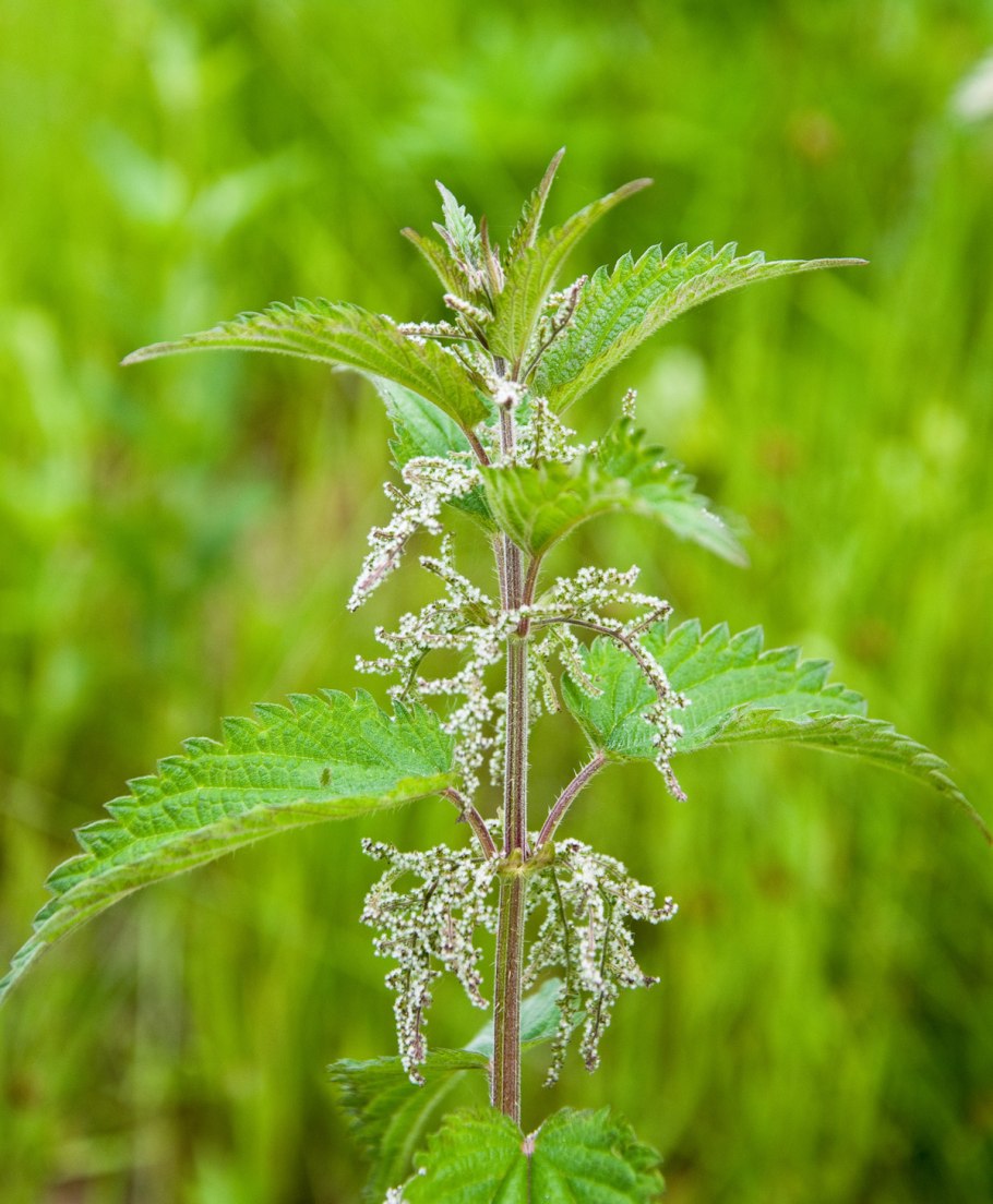 Крапива двудомная ЛРС