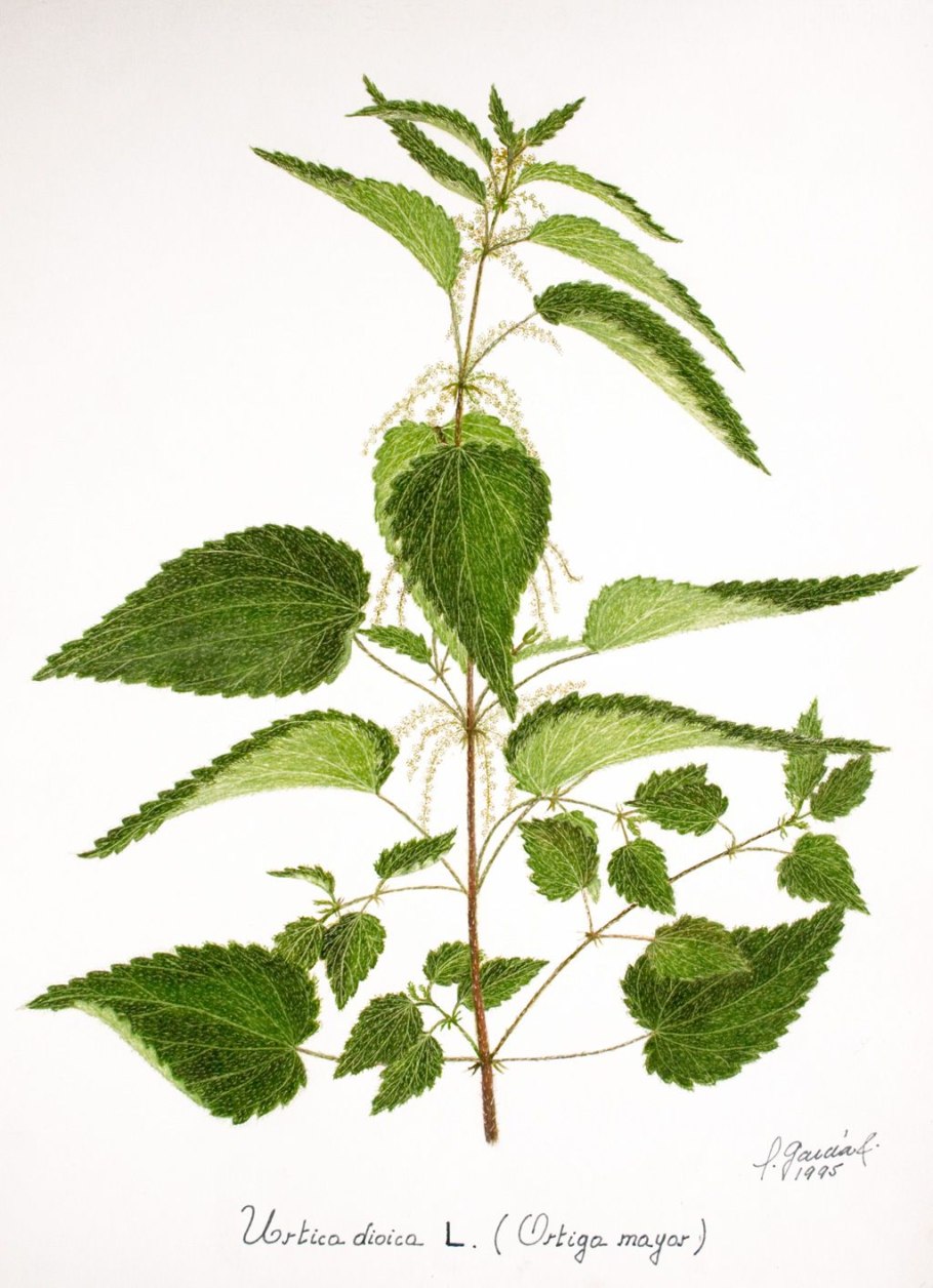 Хакасская крапива