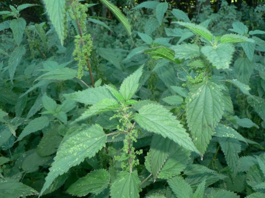 Крапива (urtica dioica)