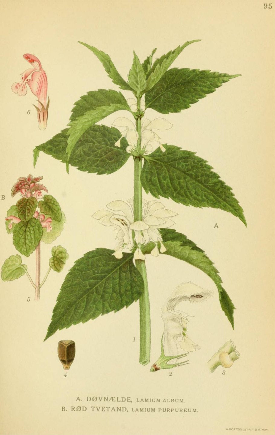 Курить крапиву при кашле