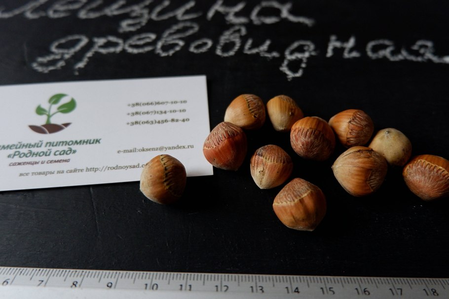 Конский каштан Росток