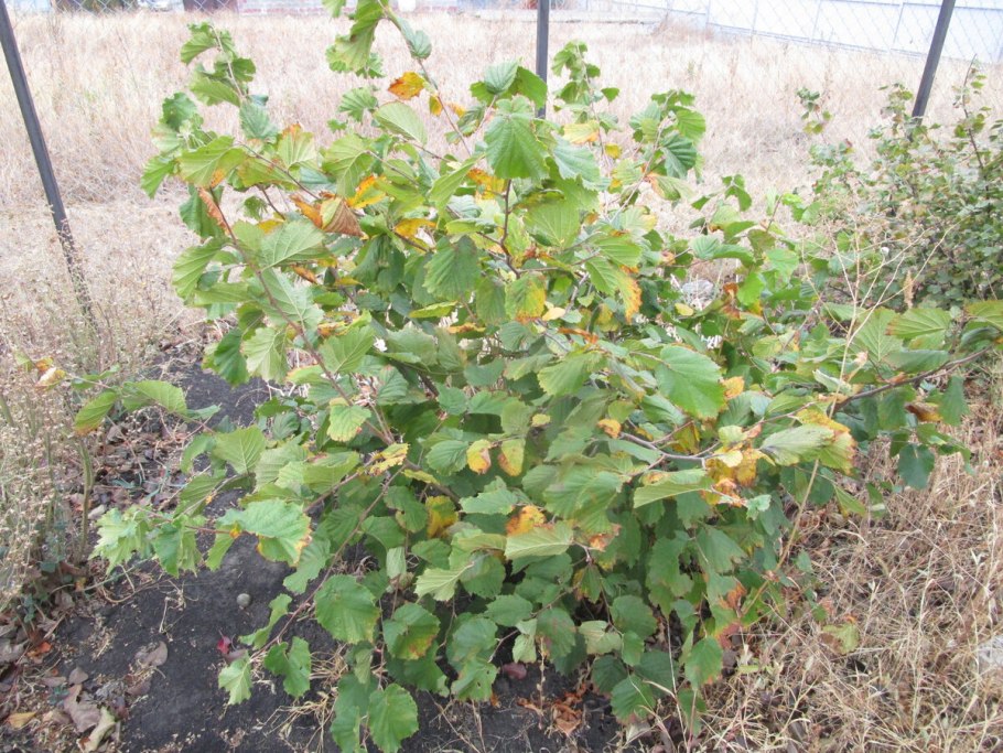 Орех маньчжурский (Juglans mandshurica)