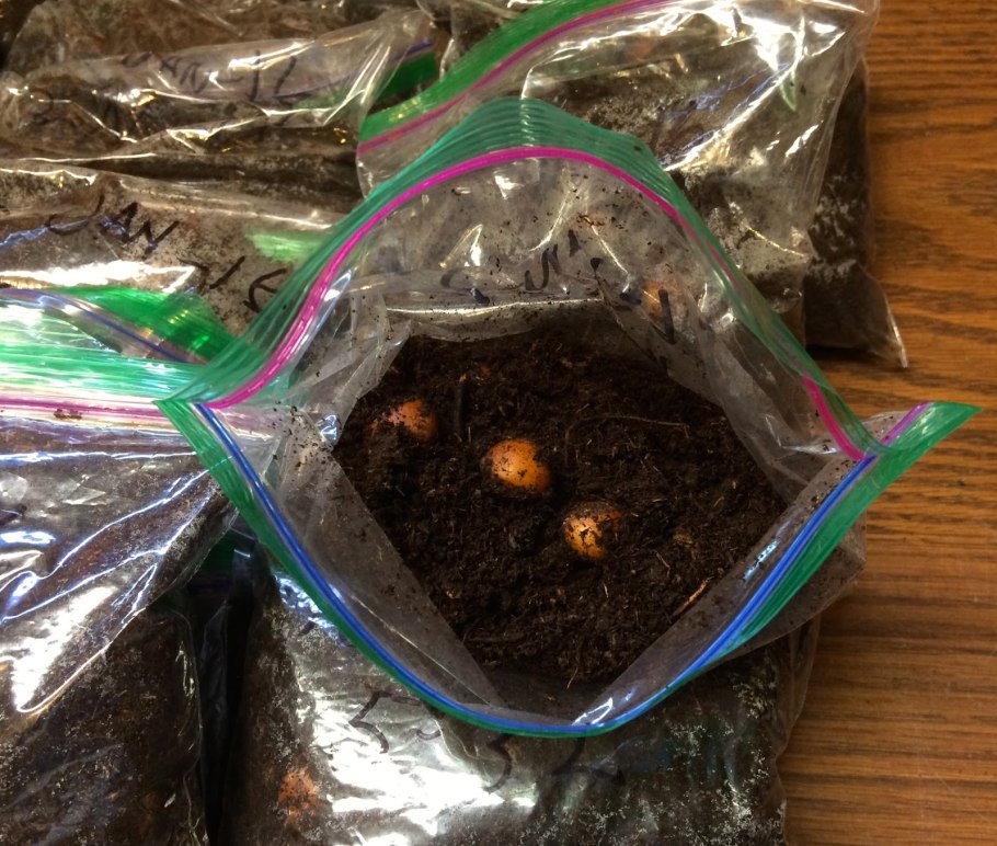 Фундук как растет фото в домашних условиях