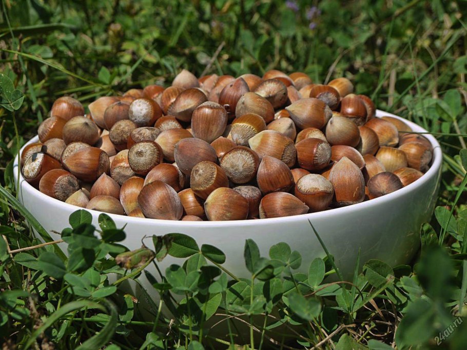 Размер фундука ореха