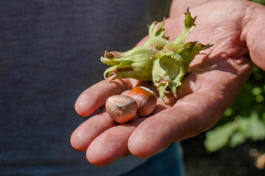 Ростки ореха лещины