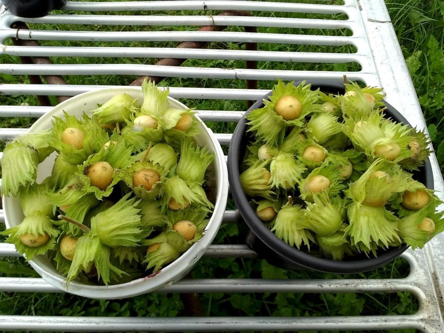 Уральский фундук лещина дерево