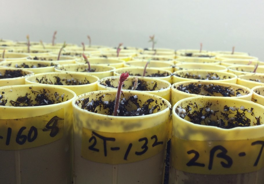 Лещина отводками