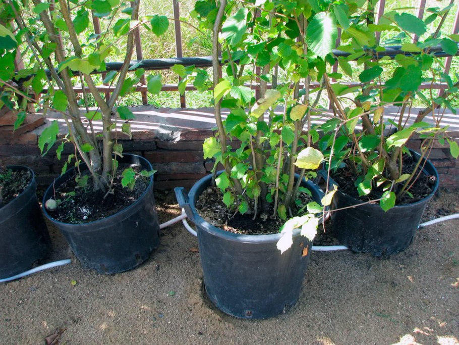 Кака растет Лесной орех