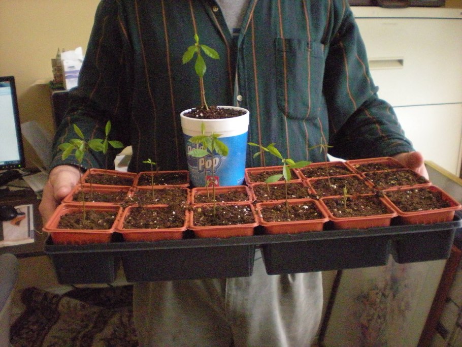 Орешник дерево съедобные