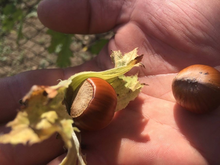 Росток лещины