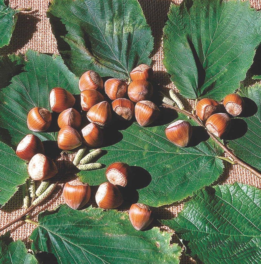 Когда собирают орехи с орешника