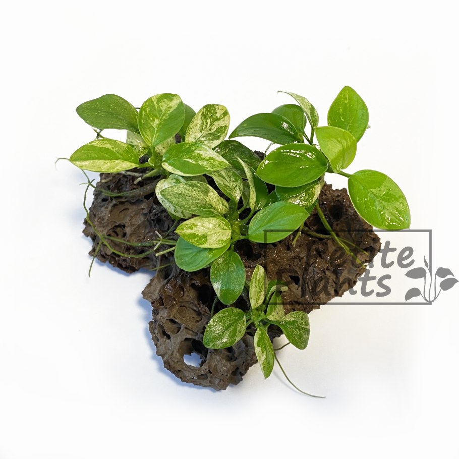 Anubias barteri var. Nana «Golden Heart»
