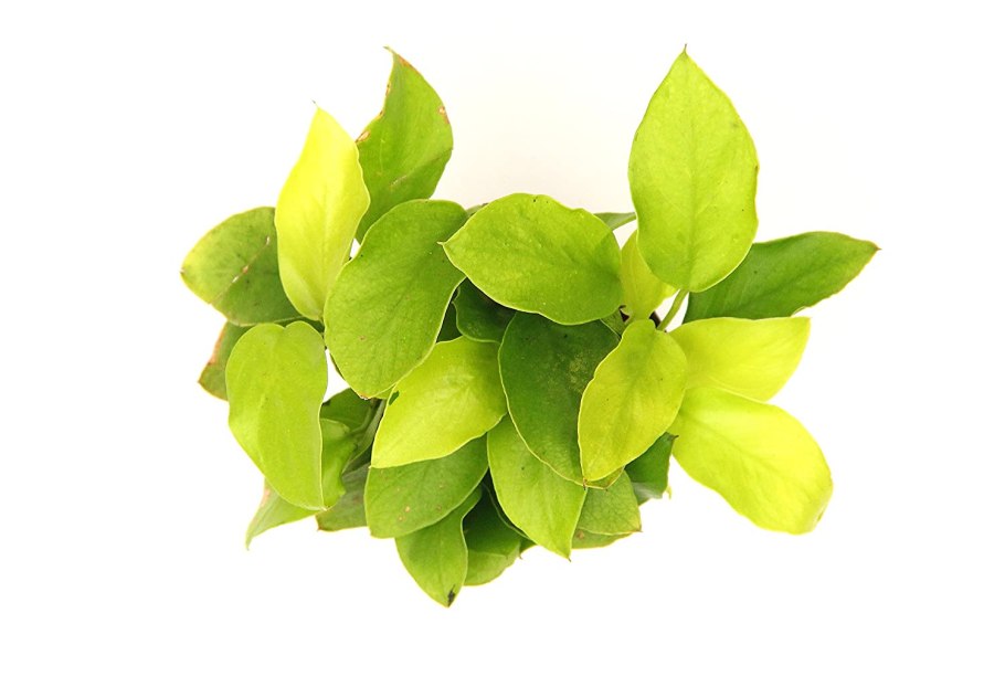 Анубиас Нана золотой