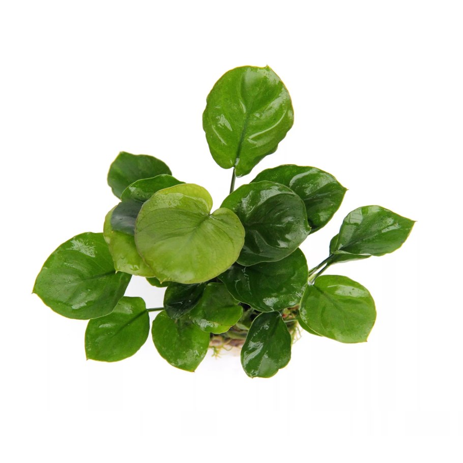 Анубиас аквариумное