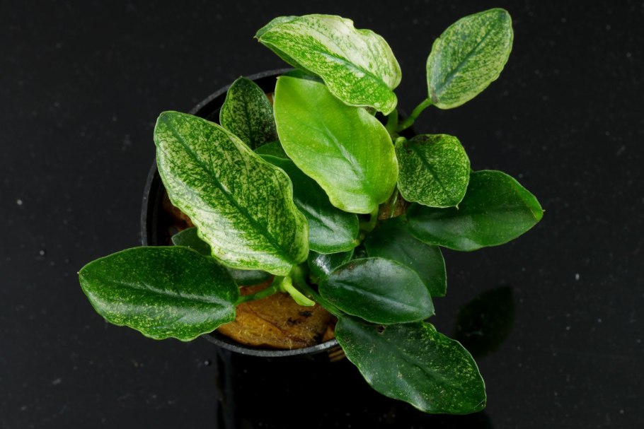 Анубиас Нана Голден