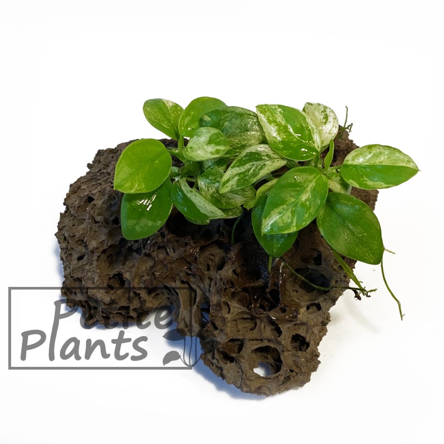 Anubias barteri var. Nana Golden