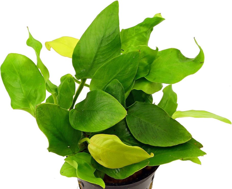 Анубиас Нана золотой