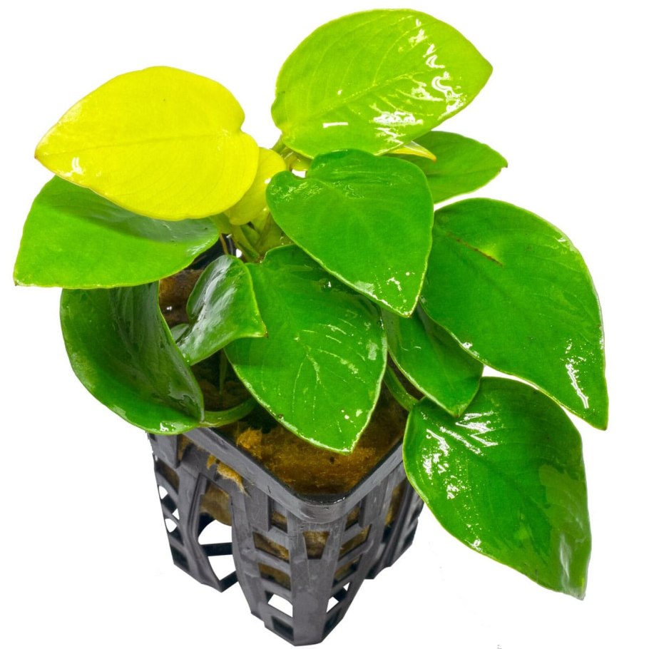 Анубиас Nana Gold