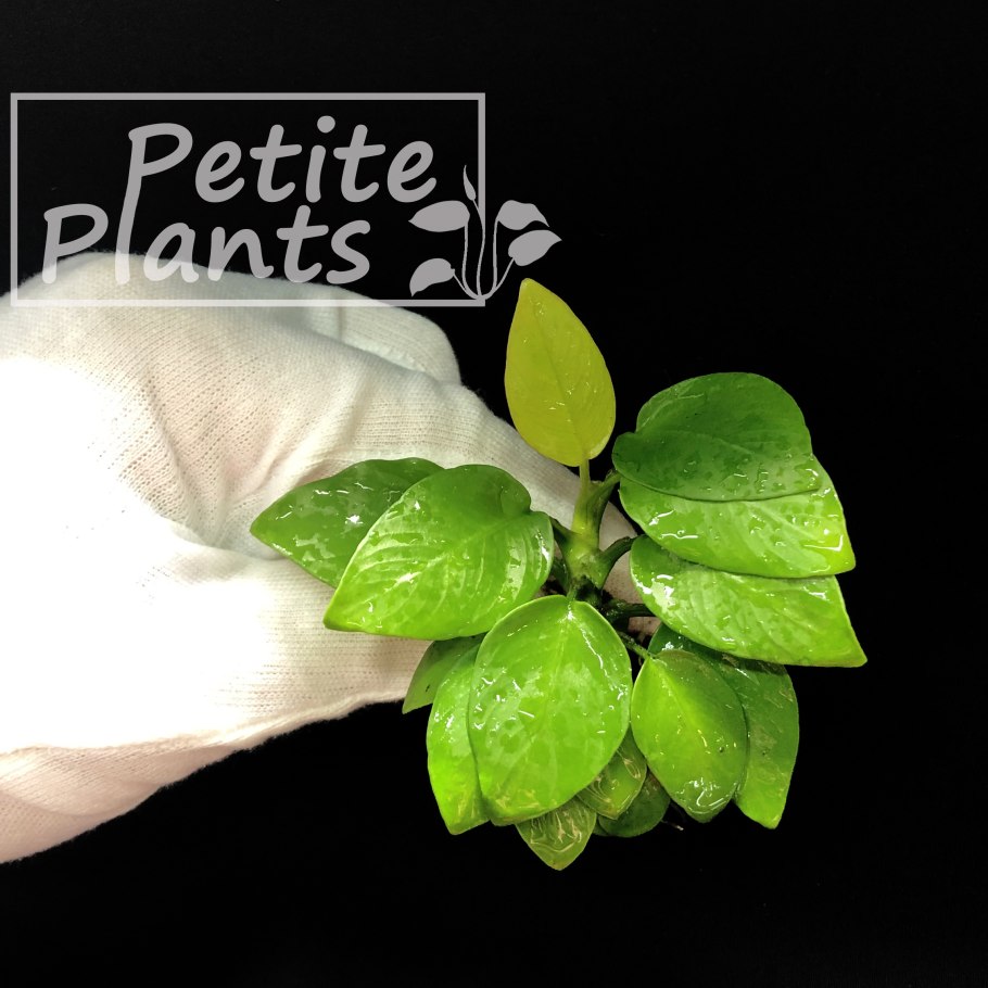 Анубиас круглолистный