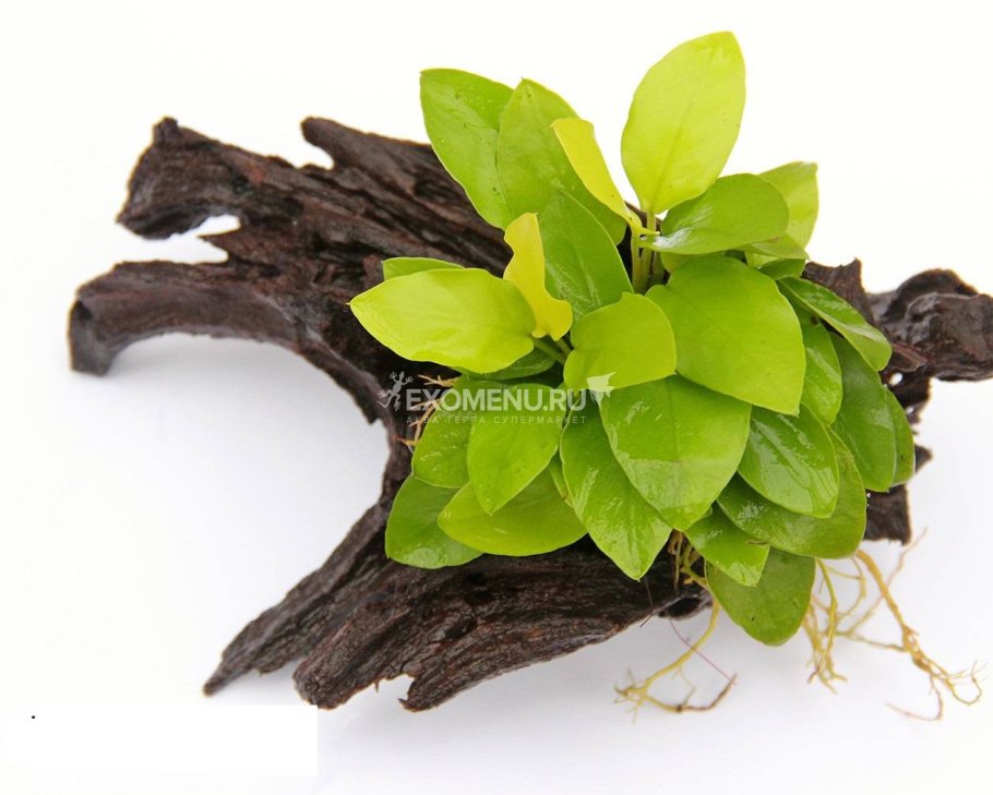 Анубиас бартера золотой