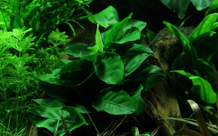 Anubias barteri var. Nana «Golden Heart»
