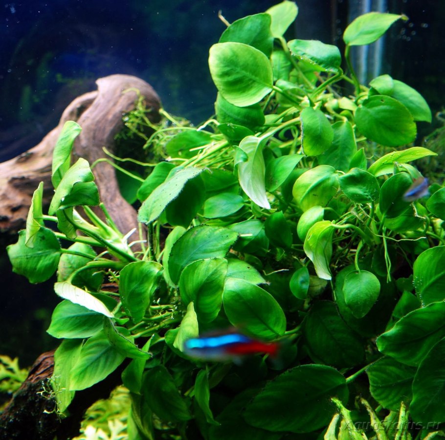 Anubias heterophylla