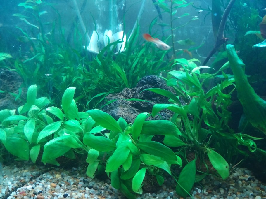 Анубис растения для аквариума