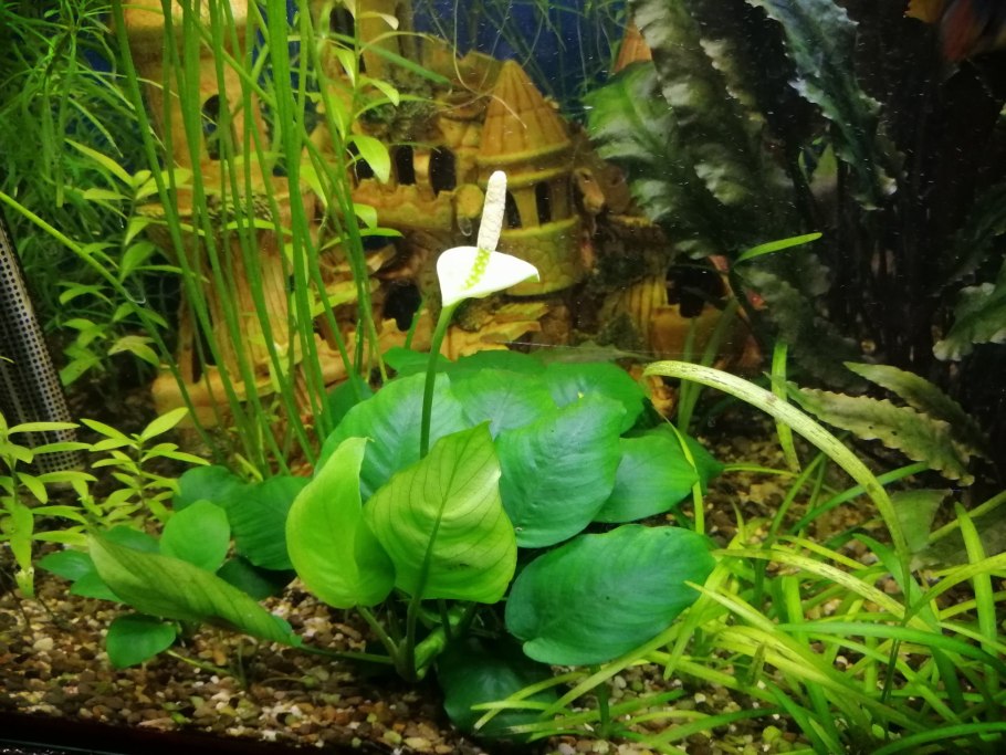 Анубис растения для аквариума