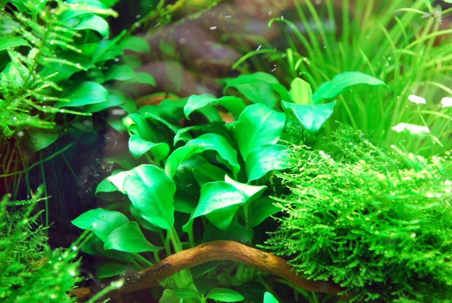 Аквариумный анубиас цветет