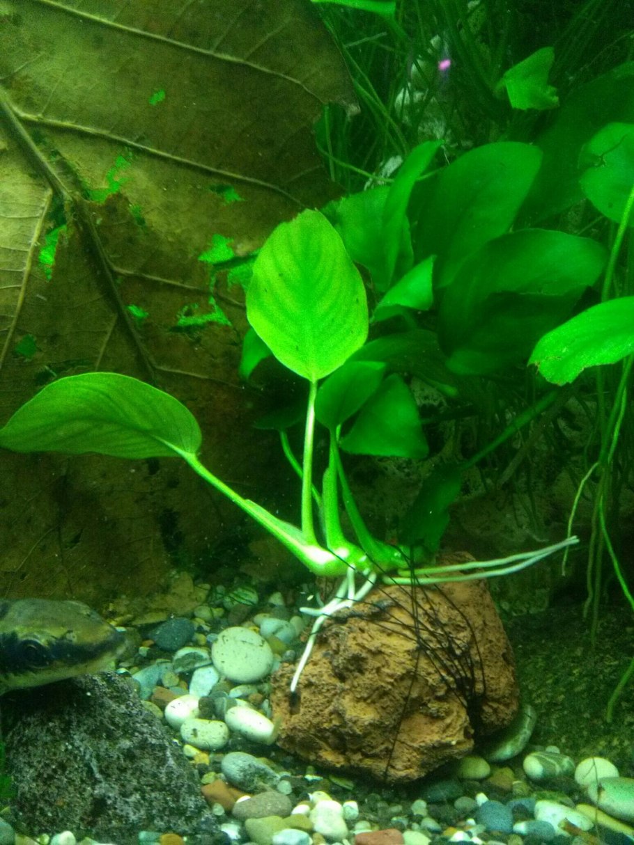 Анубиас разнолистный (Anubias heterophylla)