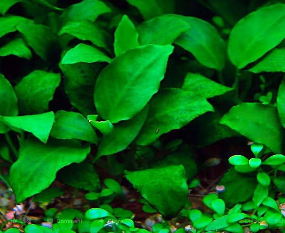 Анубиас конгенсис Anubias Congensis