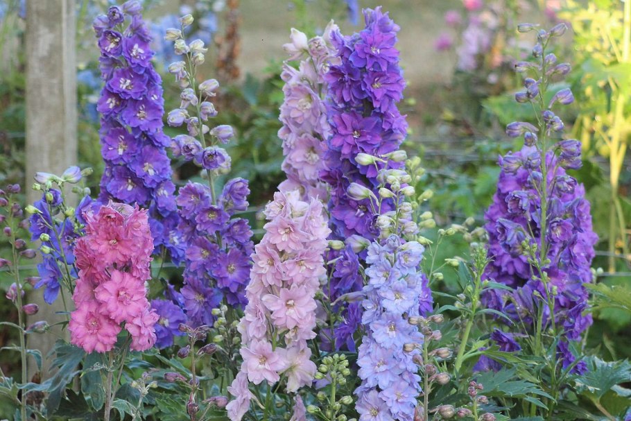 Гайлардия Жар птица