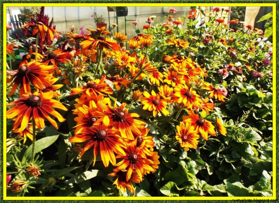 Высокорослые цветы однолетники