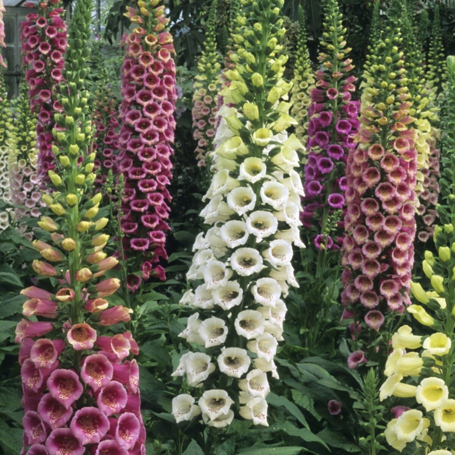 Флоксы метельчатые многолетние