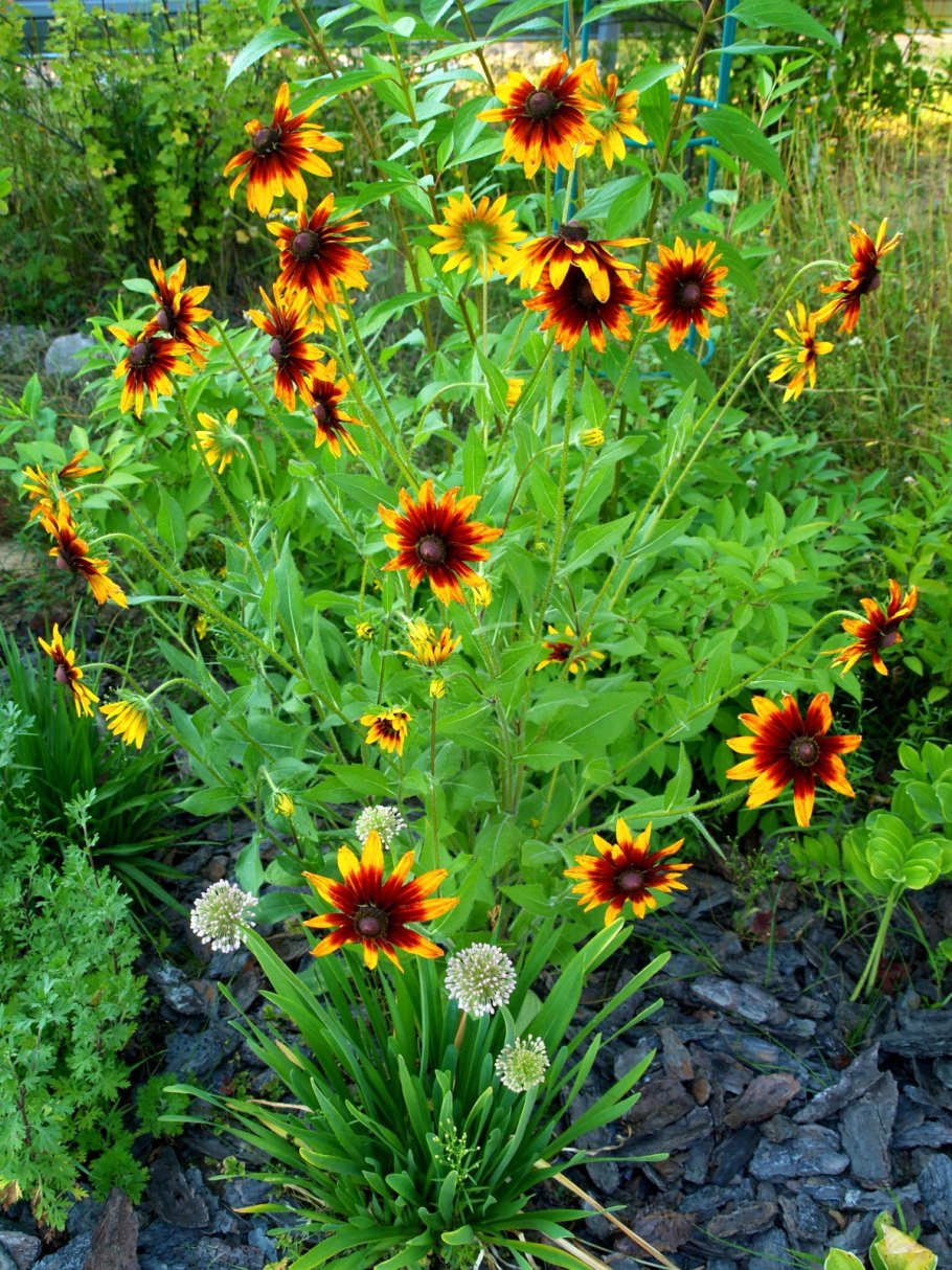 Высокорослые однолетники