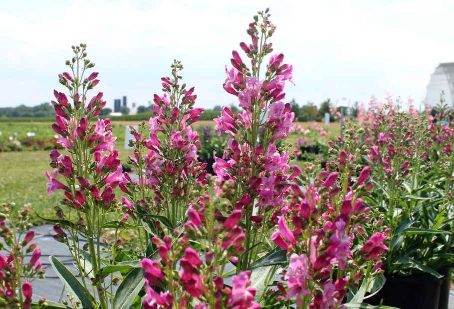 Делиагастахи однолетник