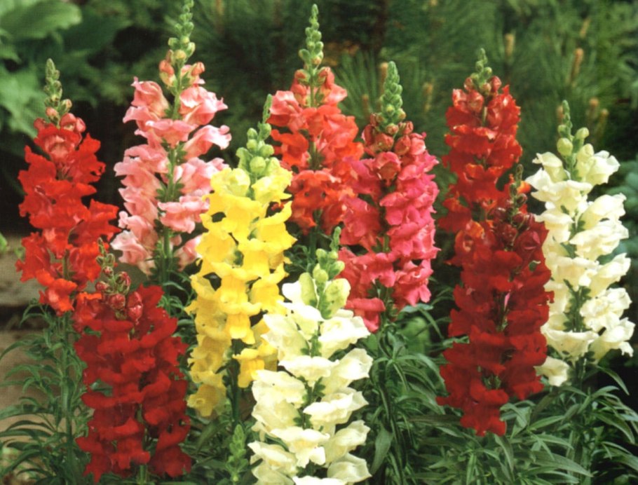 Львиный зев бизари