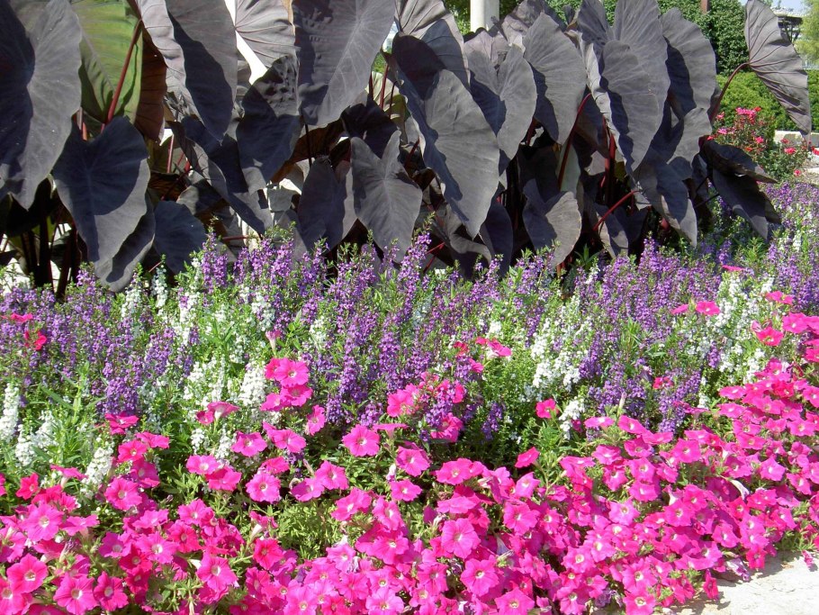 Цветы однолетки высокие