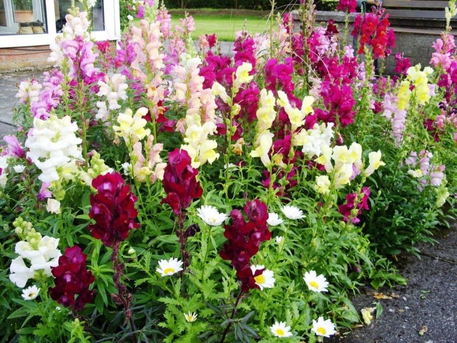 Львиный зев среднерослый