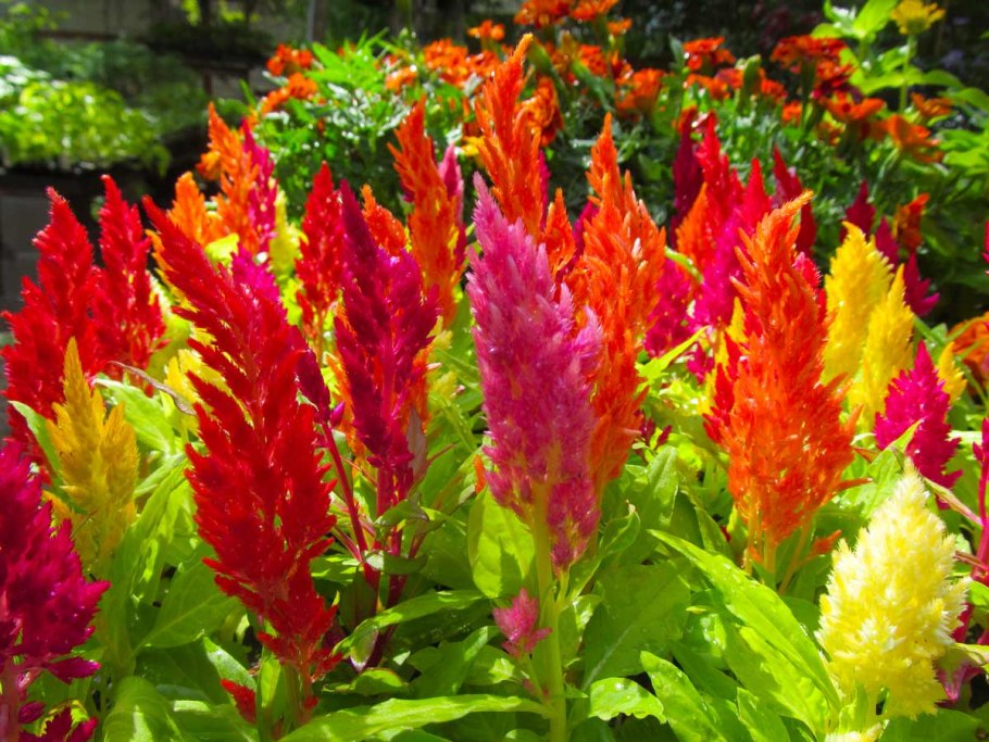 Обриета чарующий Марокко