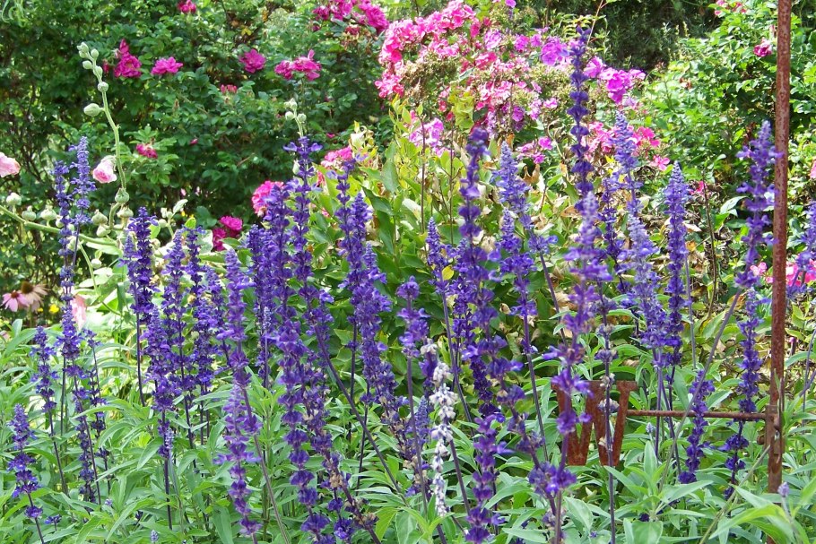 Дельфиниум шпорник белый