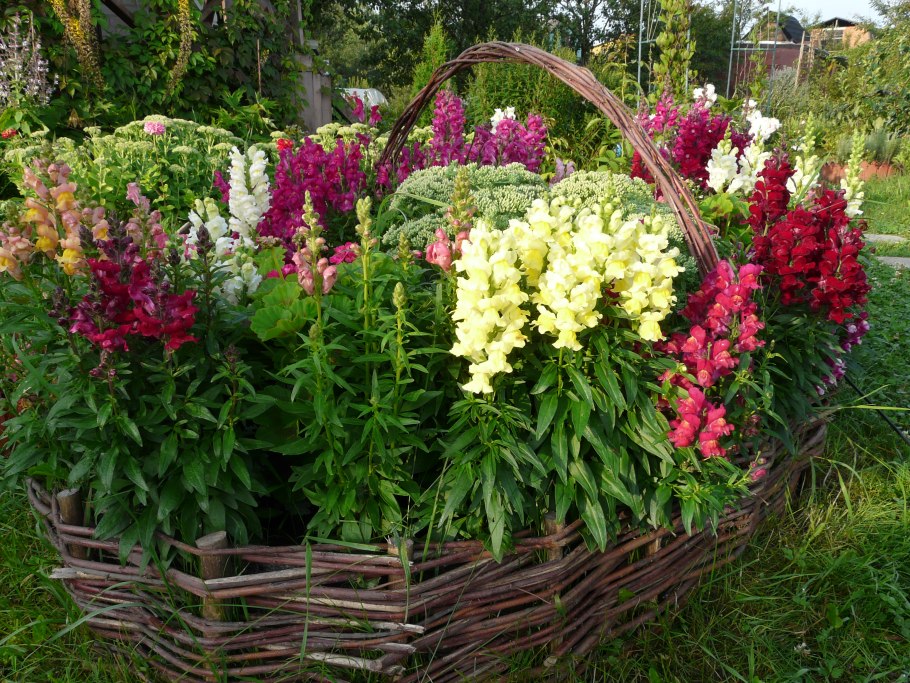 Львиный зев цветы многолетники