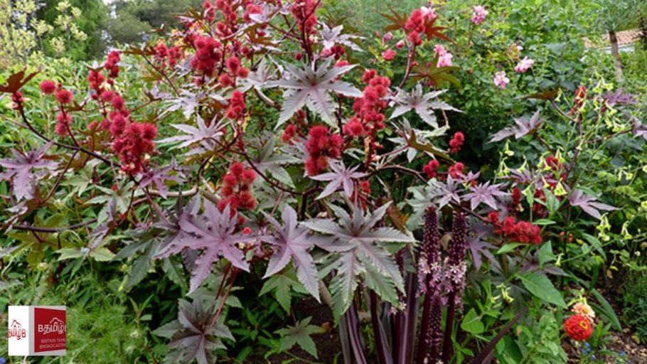 Высокорослые однолетки