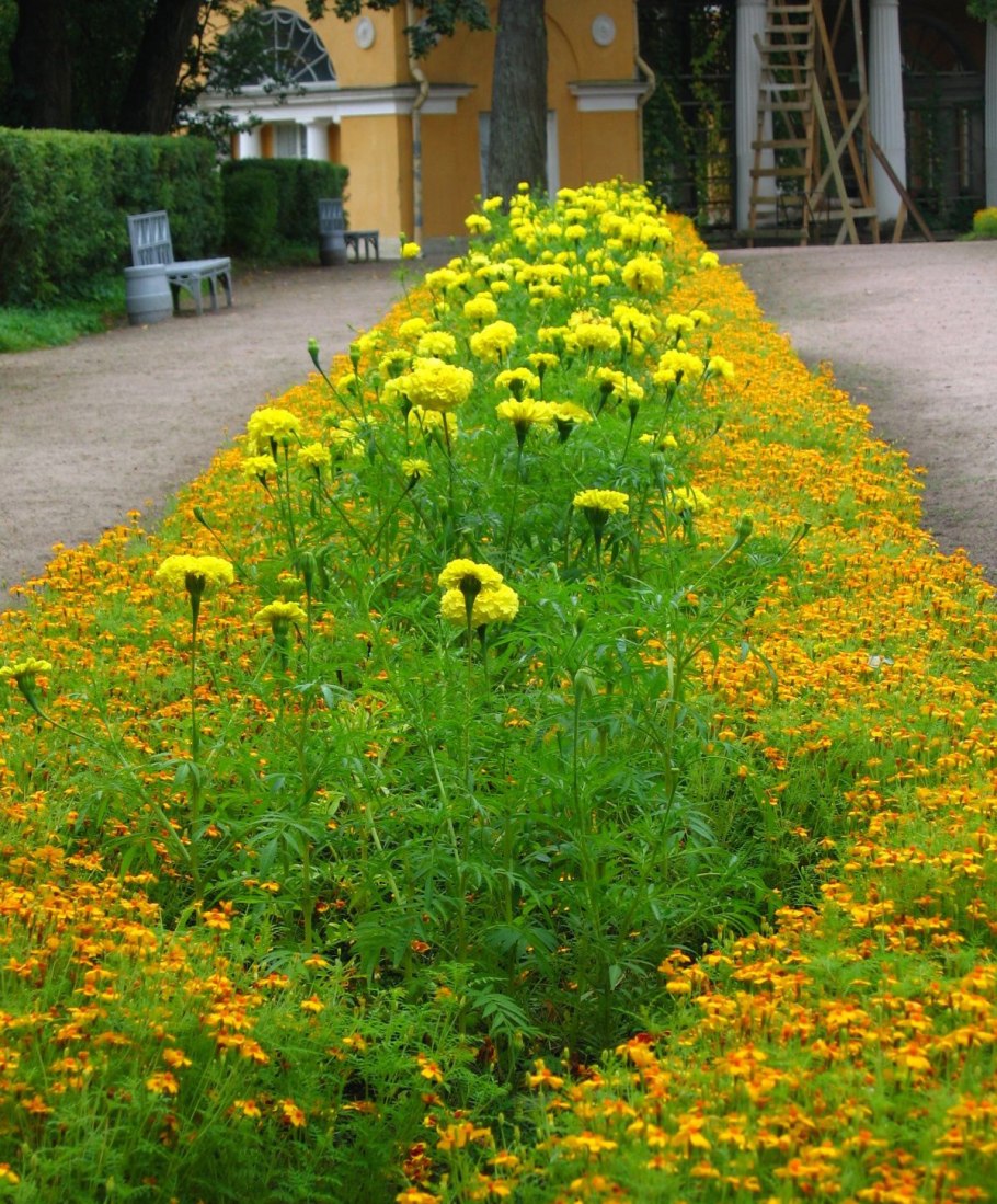 Кореопсис красильный Сильмарилл